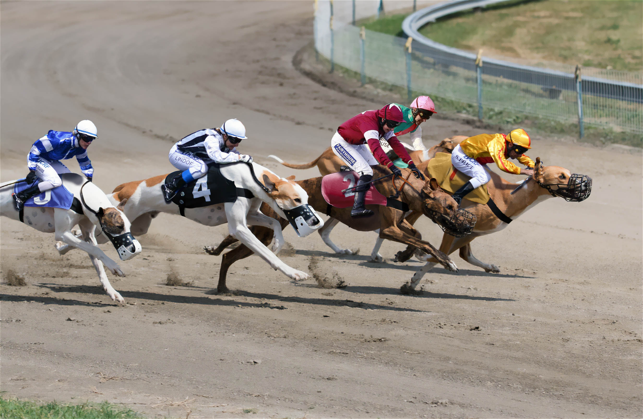 horse jockeys riding on top of dogs